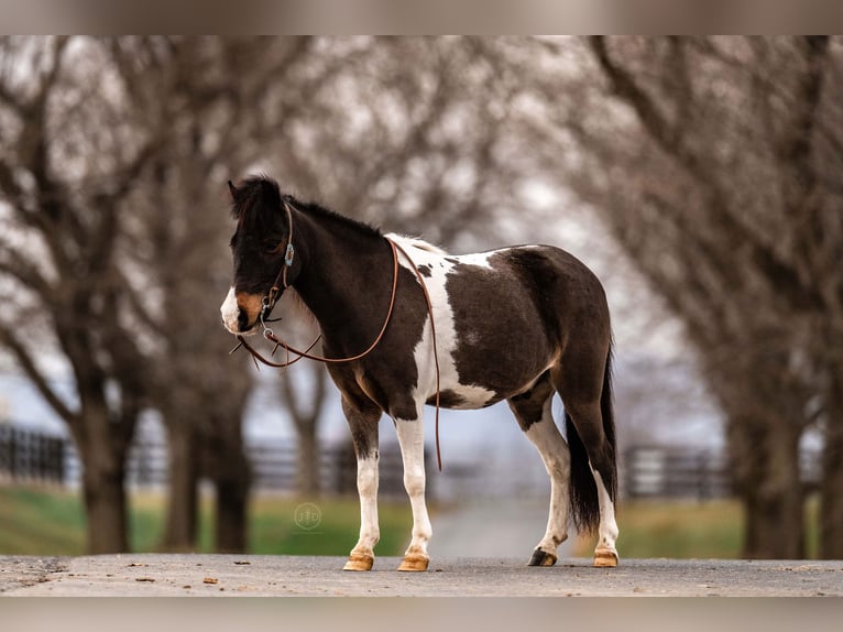 Altri pony/cavalli di piccola taglia Castrone 6 Anni 97 cm Pezzato in Lebanon