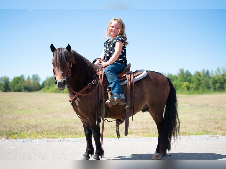 Altri pony/cavalli di piccola taglia Castrone 7 Anni 102 cm Baio ciliegia in Henderson, KY