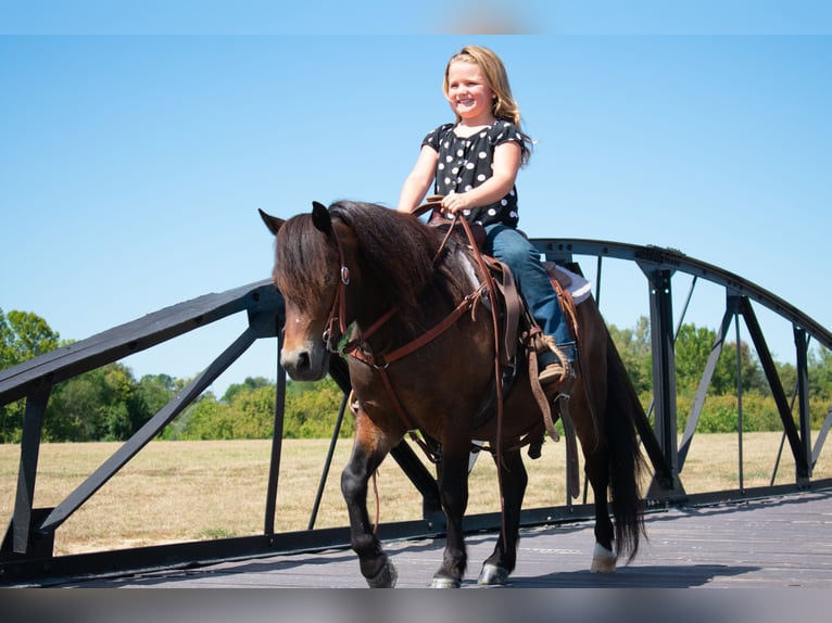 Altri pony/cavalli di piccola taglia Castrone 7 Anni 102 cm Baio ciliegia in Henderson, KY