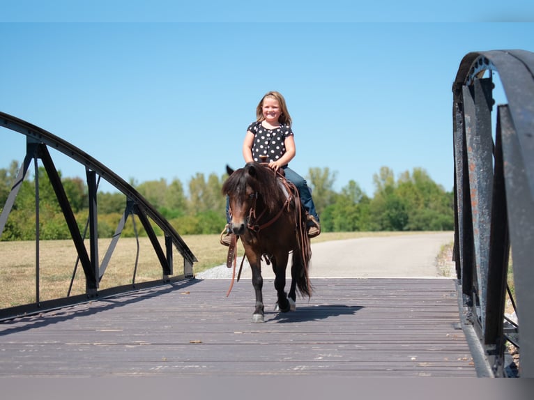 Altri pony/cavalli di piccola taglia Castrone 7 Anni 102 cm Baio ciliegia in Henderson, KY