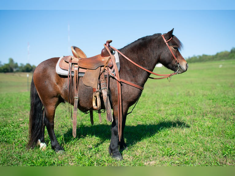 Altri pony/cavalli di piccola taglia Castrone 7 Anni 102 cm Baio ciliegia in Henderson, KY