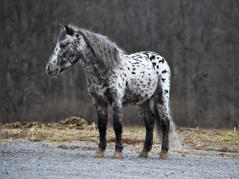 Altri pony/cavalli di piccola taglia Castrone 7 Anni 102 cm in Rebersburg, PA