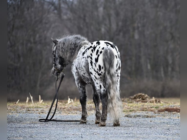 Altri pony/cavalli di piccola taglia Castrone 7 Anni 102 cm in Rebersburg, PA