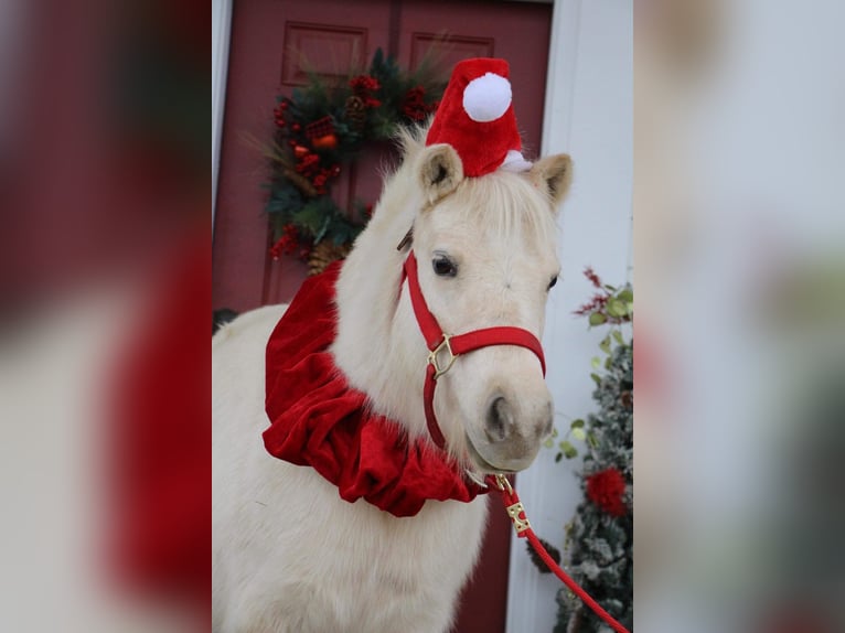 Altri pony/cavalli di piccola taglia Castrone 7 Anni 102 cm Palomino in Highland MI