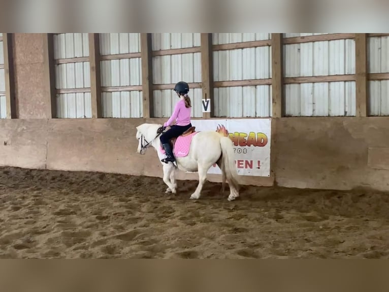 Altri pony/cavalli di piccola taglia Castrone 7 Anni 102 cm Palomino in Highland MI