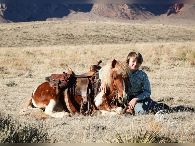 Altri pony/cavalli di piccola taglia Castrone 7 Anni 102 cm Sauro ciliegia in Cody