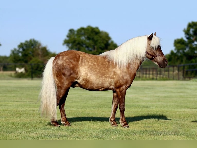 Altri pony/cavalli di piccola taglia Castrone 7 Anni 109 cm Palomino in Powell Butte, OR