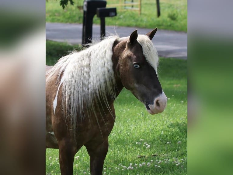 Altri pony/cavalli di piccola taglia Castrone 7 Anni 112 cm in Glasgow, KY