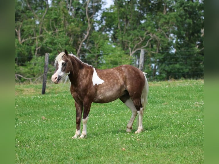 Altri pony/cavalli di piccola taglia Castrone 7 Anni 112 cm in Glasgow, KY