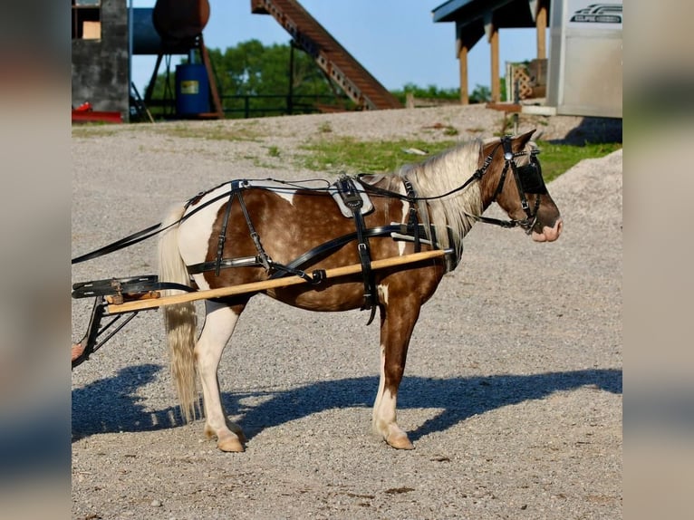 Altri pony/cavalli di piccola taglia Castrone 7 Anni 112 cm in Glasgow, KY