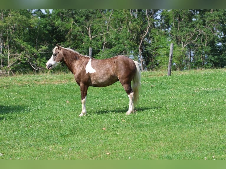 Altri pony/cavalli di piccola taglia Castrone 7 Anni 112 cm in Glasgow, KY