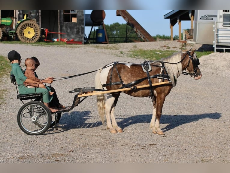 Altri pony/cavalli di piccola taglia Castrone 7 Anni 112 cm in Glasgow, KY