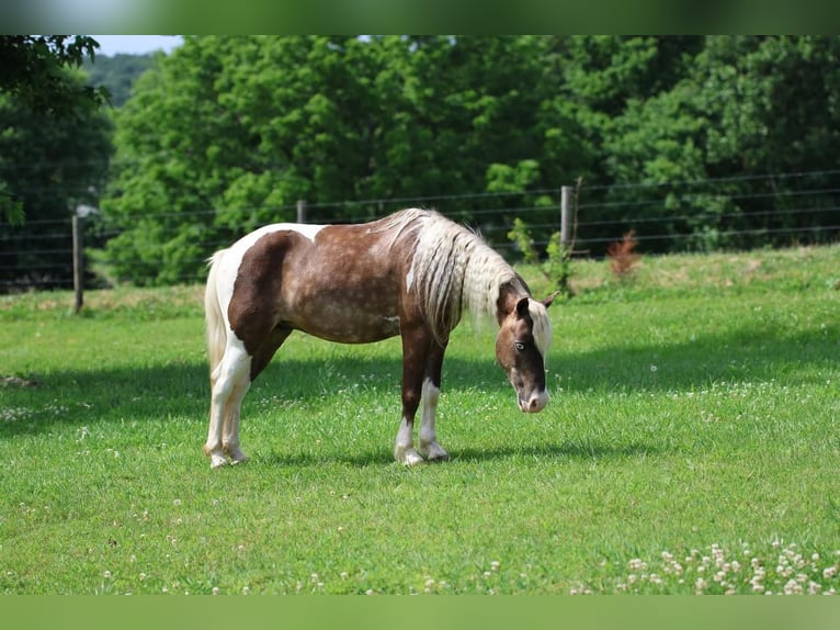 Altri pony/cavalli di piccola taglia Castrone 7 Anni 112 cm in Glasgow, KY