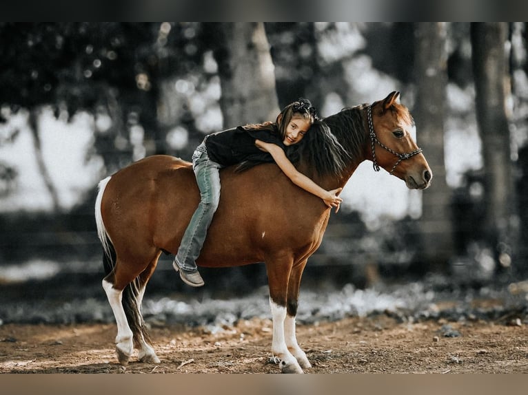 Altri pony/cavalli di piccola taglia Castrone 7 Anni 114 cm in Needmore, PA