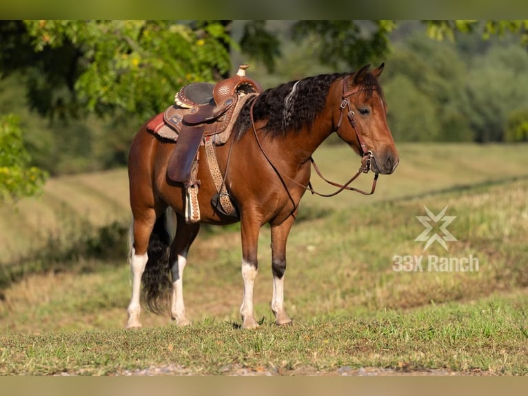 Altri pony/cavalli di piccola taglia Castrone 7 Anni 114 cm in Needmore, PA