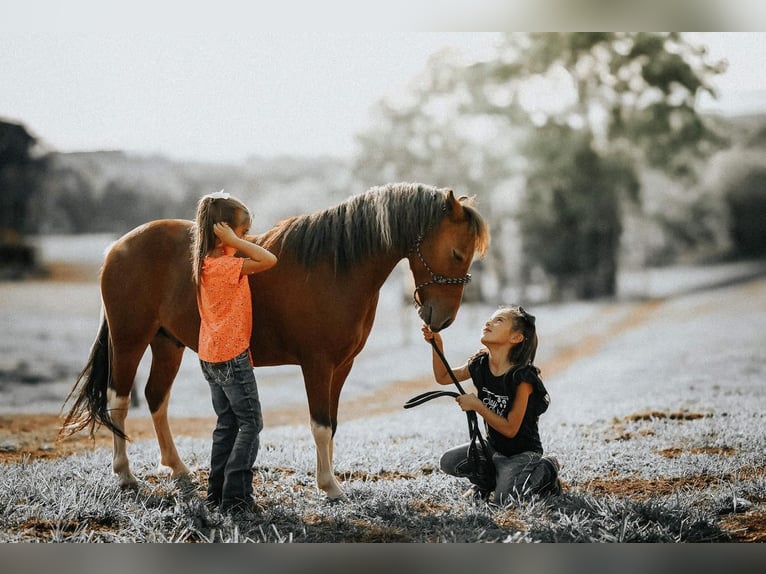 Altri pony/cavalli di piccola taglia Castrone 7 Anni 114 cm in Needmore, PA