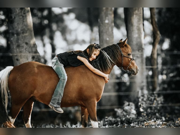 Altri pony/cavalli di piccola taglia Castrone 7 Anni 114 cm in Needmore, PA