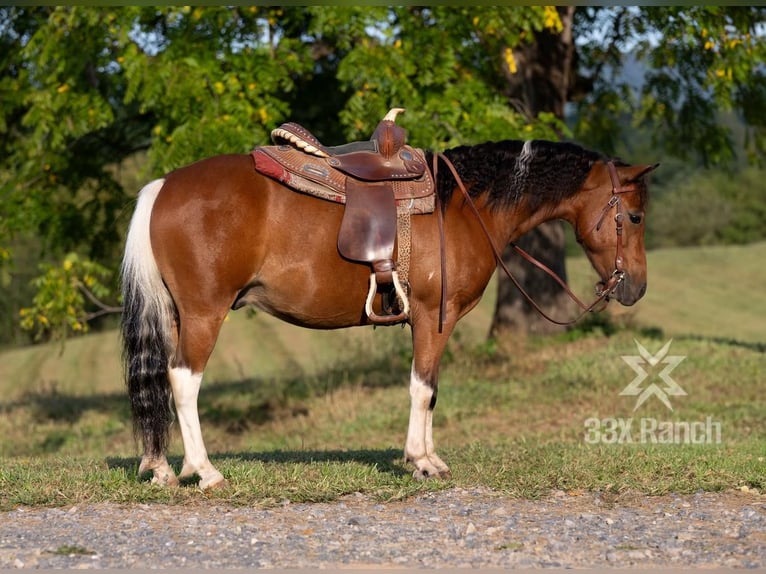 Altri pony/cavalli di piccola taglia Castrone 7 Anni 114 cm in Needmore, PA