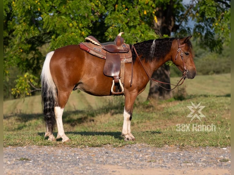 Altri pony/cavalli di piccola taglia Castrone 7 Anni 114 cm in Needmore, PA