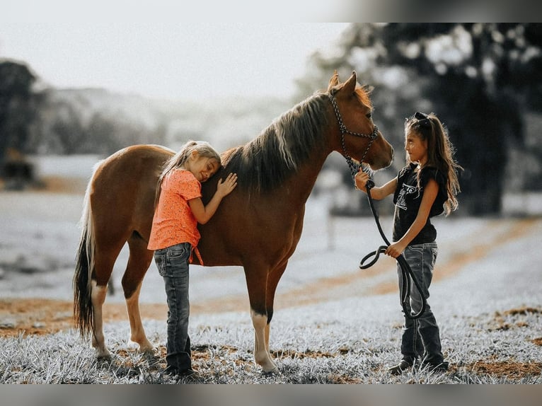 Altri pony/cavalli di piccola taglia Castrone 7 Anni 114 cm in Needmore, PA