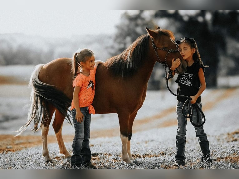 Altri pony/cavalli di piccola taglia Castrone 7 Anni 114 cm in Needmore, PA