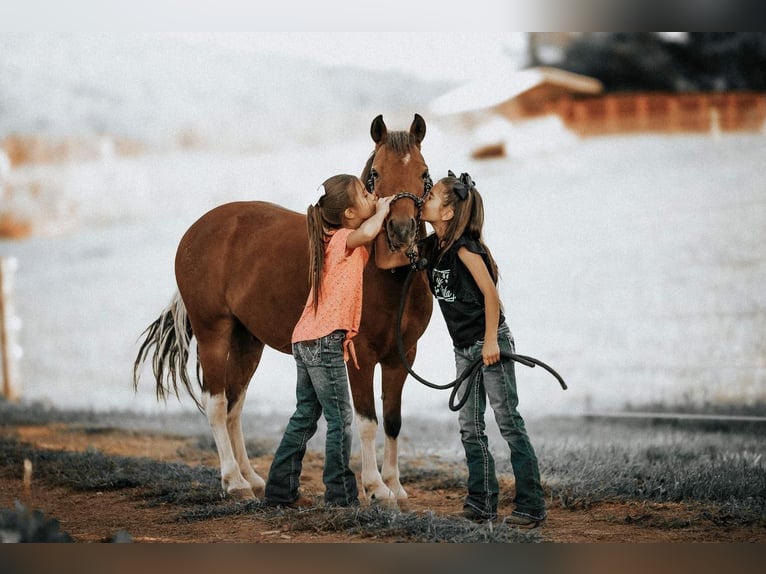 Altri pony/cavalli di piccola taglia Castrone 7 Anni 114 cm in Needmore, PA