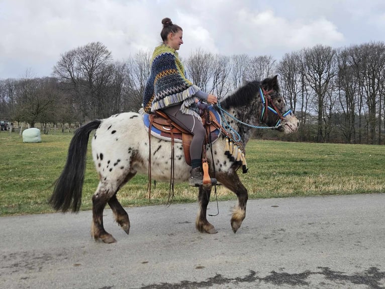 Altri pony/cavalli di piccola taglia Castrone 7 Anni 123 cm Leopard in Linkenbach