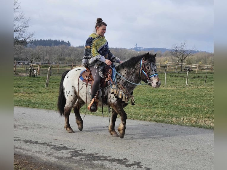 Altri pony/cavalli di piccola taglia Castrone 7 Anni 123 cm Leopard in Linkenbach