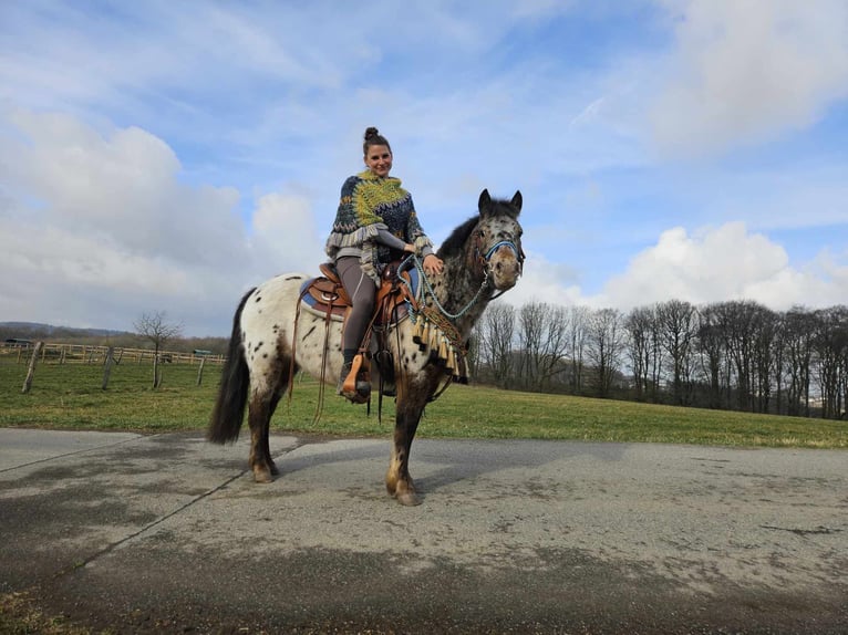 Altri pony/cavalli di piccola taglia Castrone 7 Anni 123 cm Leopard in Linkenbach