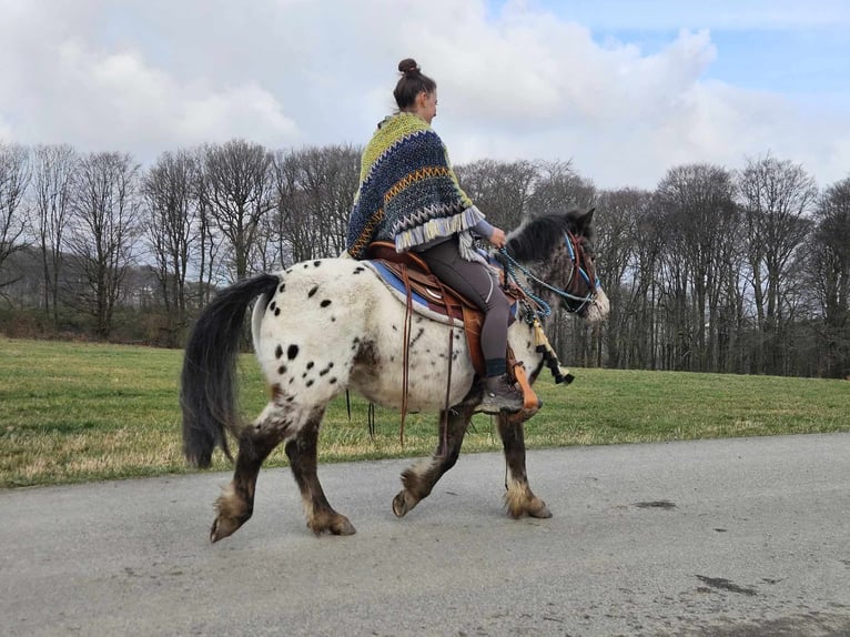 Altri pony/cavalli di piccola taglia Castrone 7 Anni 123 cm Leopard in Linkenbach