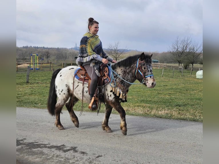 Altri pony/cavalli di piccola taglia Castrone 7 Anni 123 cm Leopard in Linkenbach