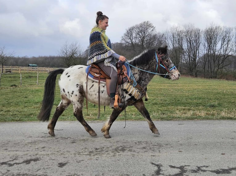 Altri pony/cavalli di piccola taglia Castrone 7 Anni 123 cm Leopard in Linkenbach