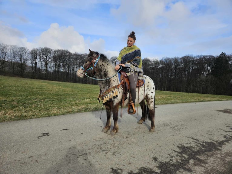 Altri pony/cavalli di piccola taglia Castrone 7 Anni 123 cm Leopard in Linkenbach