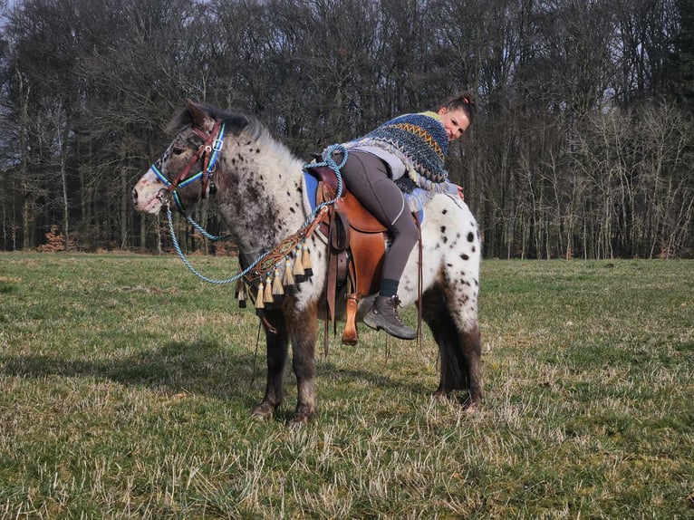 Altri pony/cavalli di piccola taglia Castrone 7 Anni 123 cm Leopard in Linkenbach