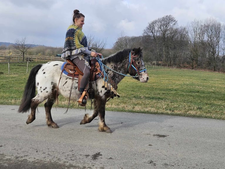 Altri pony/cavalli di piccola taglia Castrone 7 Anni 123 cm Leopard in Linkenbach