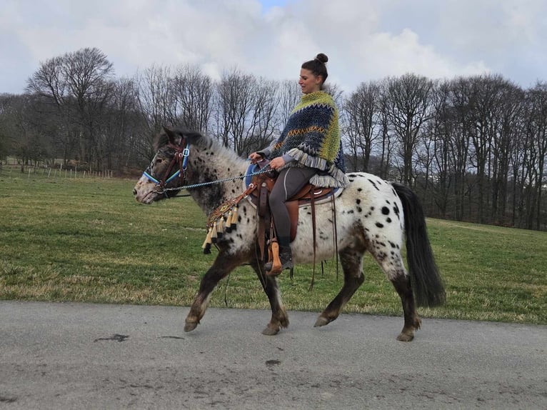 Altri pony/cavalli di piccola taglia Castrone 7 Anni 123 cm Leopard in Linkenbach