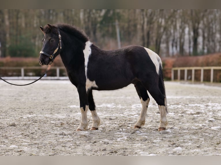 Altri pony/cavalli di piccola taglia Castrone 7 Anni 127 cm Pezzato in Neustadt (Wied)