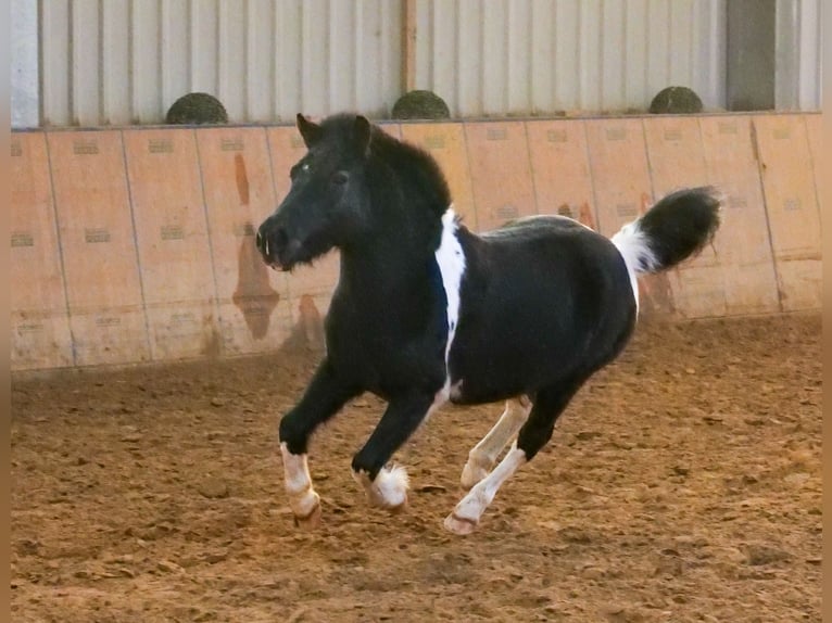 Altri pony/cavalli di piccola taglia Castrone 7 Anni 127 cm Pezzato in Neustadt (Wied)