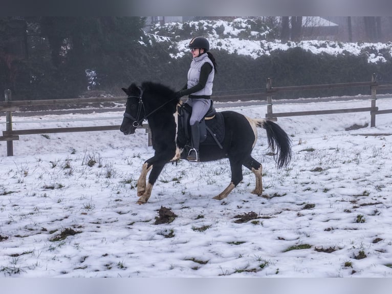 Altri pony/cavalli di piccola taglia Castrone 7 Anni 127 cm Pezzato in Neustadt (Wied)