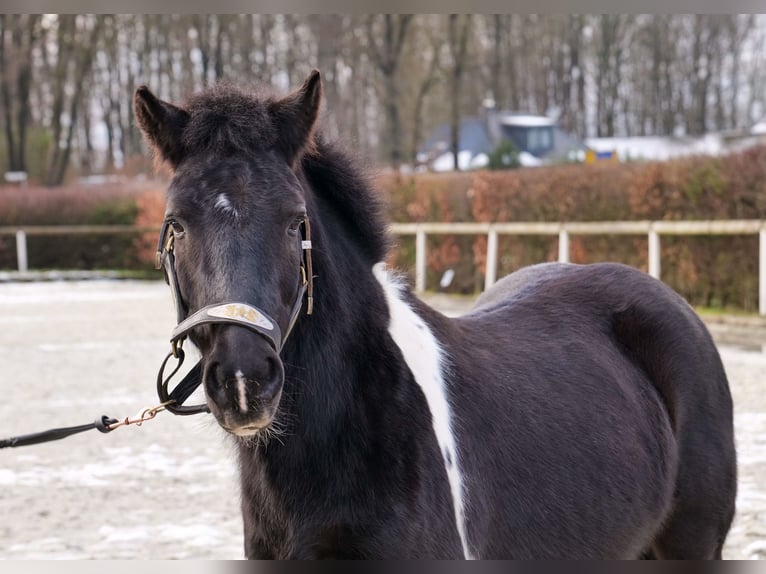 Altri pony/cavalli di piccola taglia Castrone 7 Anni 127 cm Pezzato in Neustadt (Wied)