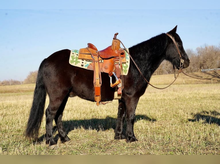 Altri pony/cavalli di piccola taglia Castrone 7 Anni 130 cm Morello in Valley Springs