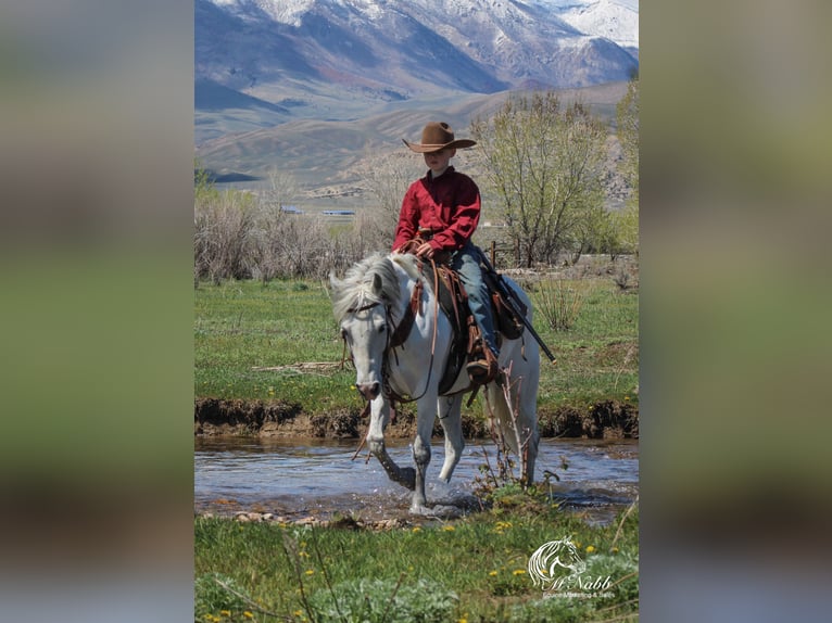 Altri pony/cavalli di piccola taglia Castrone 7 Anni 135 cm Grigio in Shoshoni