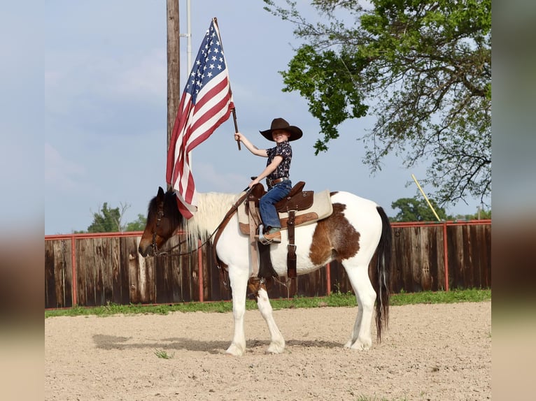 Altri pony/cavalli di piccola taglia Castrone 7 Anni 135 cm in Grand Saline, TX