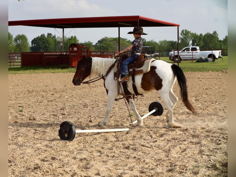 Altri pony/cavalli di piccola taglia Castrone 7 Anni 135 cm in Grand Saline, TX
