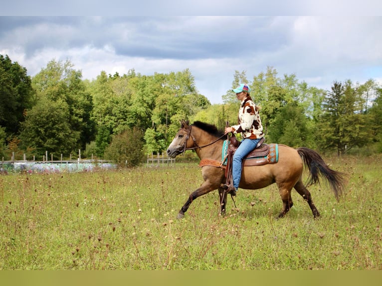 Altri pony/cavalli di piccola taglia Castrone 7 Anni 135 cm Pelle di daino in Highland, MI