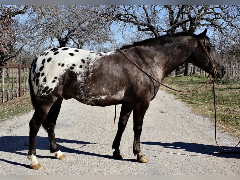 Altri pony/cavalli di piccola taglia Castrone 7 Anni 140 cm Morello in Lipan