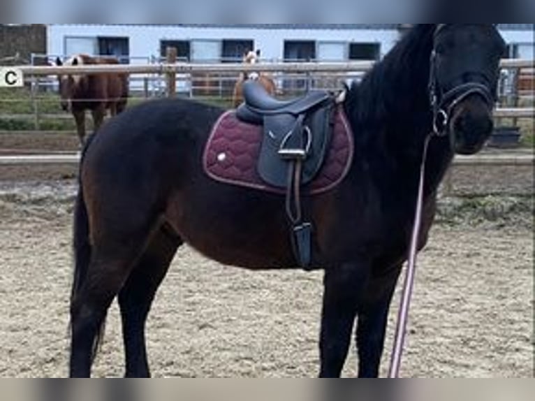 Altri pony/cavalli di piccola taglia Castrone 7 Anni 145 cm Baio nero in Hohenthann