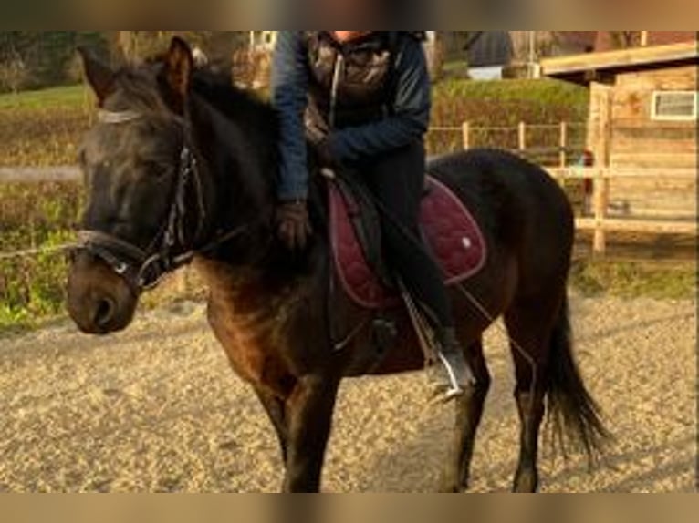 Altri pony/cavalli di piccola taglia Castrone 7 Anni 145 cm Baio nero in Hohenthann