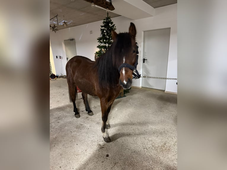 Altri pony/cavalli di piccola taglia Castrone 7 Anni 145 cm in Passau