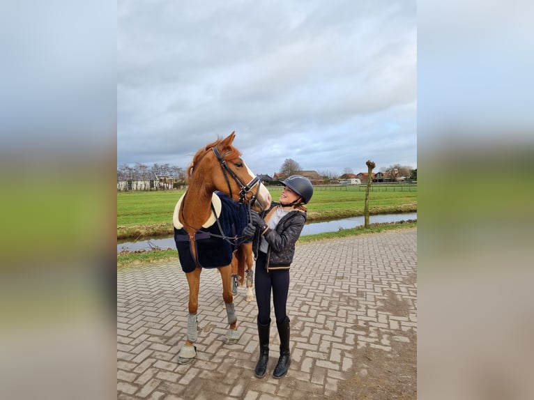 Altri pony/cavalli di piccola taglia Castrone 7 Anni 147 cm Sauro in Montfoort
